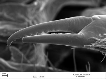 Media type: image;   Invertebrate Zoology 147385   shows cataloged_item 147385